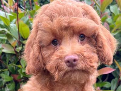 Miniature Golden Doodle puppies available