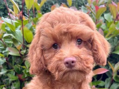 Miniature Goldendoodle puppies available in Cavan