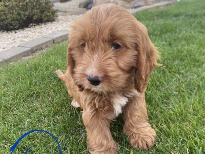 Beautiful Cockapoo puppies looking for loving home