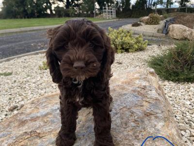 Beautiful Cockapoo puppies looking for loving home