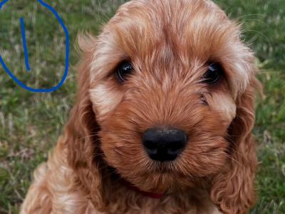 Beautiful Cockapoo puppies looking for loving home