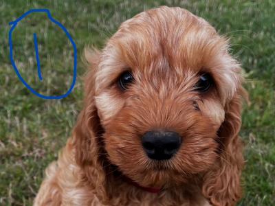 Beautiful Cockapoo puppies in Wexford looking for loving homes