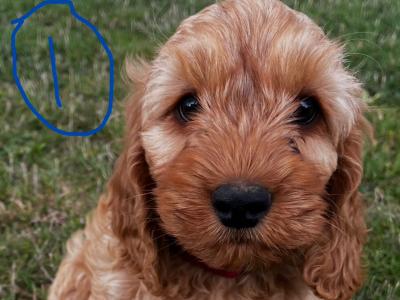 Beautiful Cockapoo puppies in Wexford looking for loving homes