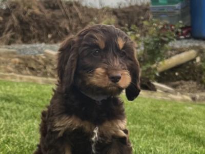 Beautiful Cockapoo puppies looking for loving home