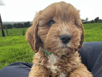 Beautiful Cockapoo puppies looking for loving home