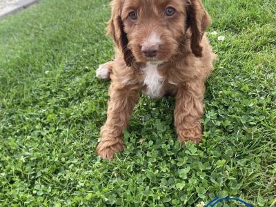 Beautiful Cockapoo puppies looking for loving home