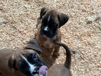 IKC Registered Boxer puppies in Carlow