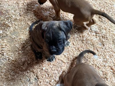 IKC Registered Boxer puppies in Carlow