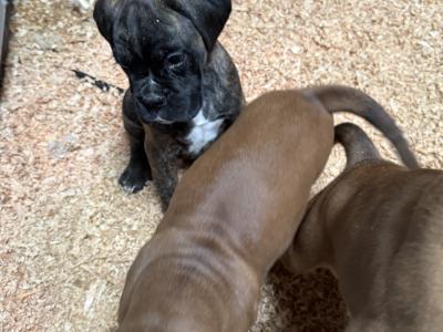 IKC Registered Boxer puppies in Carlow