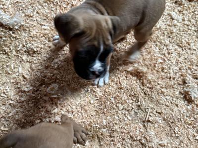 IKC Registered Boxer puppies in Carlow