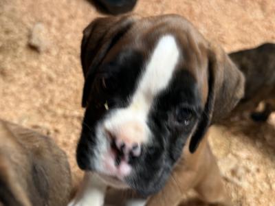 IKC Registered Boxer puppies in Carlow