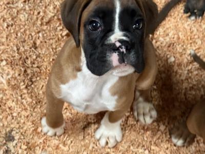 IKC Registered Boxer puppies in Carlow