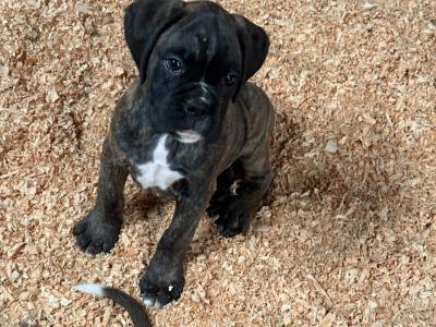 IKC Registered Boxer puppies in Carlow