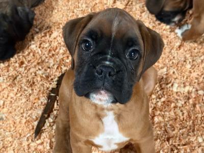IKC Registered Boxer puppies in Carlow