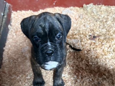 IKC Registered Boxer puppies in Carlow