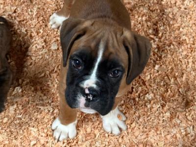 IKC Registered Boxer puppies in Carlow