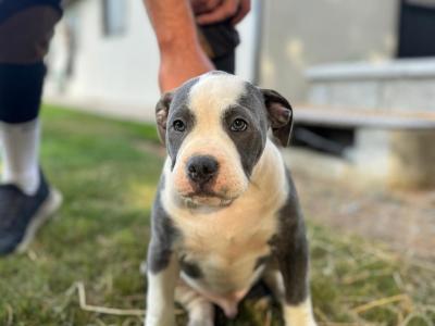 English Bulldogs x Staffy pups