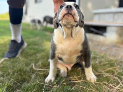English Bulldogs x Staffy pups