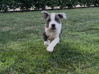 English Bulldogs x Staffy pups