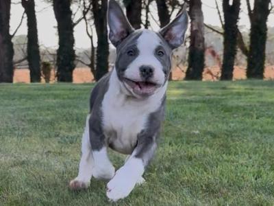 English Bulldogs x Staffy pups