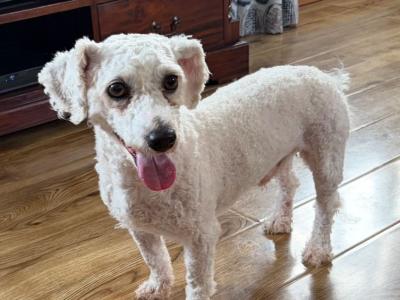 IKC registered bichon frise