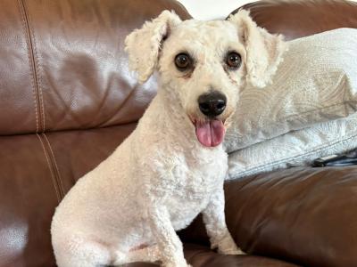 IKC registered bichon frise
