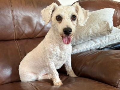 IKC Registered male Bichon Frise 4½ years old in Laois