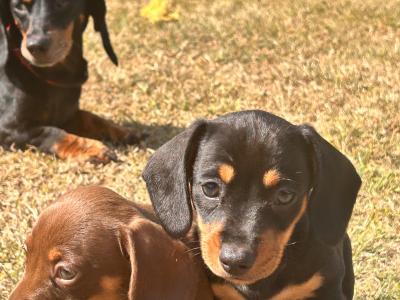 Dachshund pups for Sale
