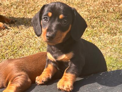 Dachshund puppies for sale in Wexford