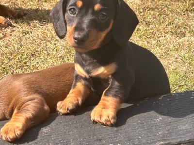 Dachshund pups for Sale