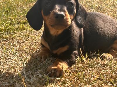 Dachshund pups for Sale