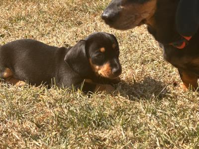 Dachshund pups for Sale