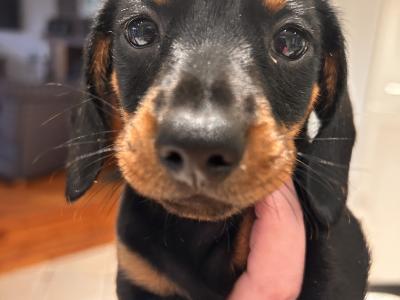 Dachshund pups for Sale