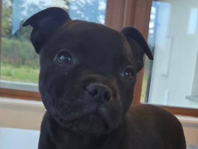 IKC Registered (pending) Ch Pedigree male Staffordshire Bull Terrier puppy in Cork