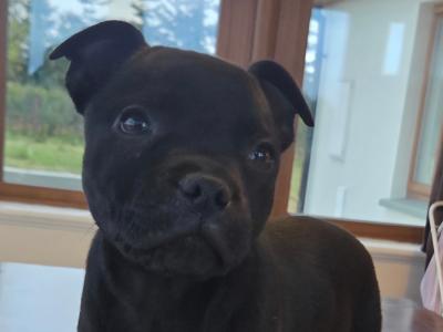 IKC Registered (pending) Ch Pedigree male Staffordshire Bull Terrier puppy in Cork