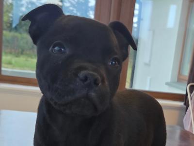 IKC Registered (pending) Ch Pedigree male Staffordshire Bull Terrier puppy in Cork
