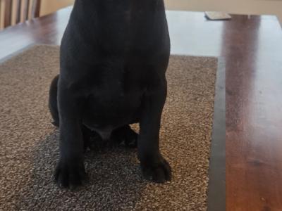 IKC Registered (pending) Ch Pedigree male Staffordshire Bull Terrier puppy in Cork