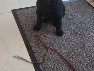 IKC Registered (pending) Ch Pedigree male Staffordshire Bull Terrier puppy in Cork