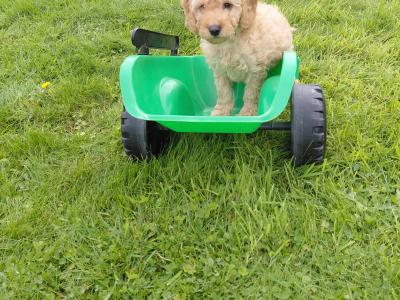 Adorable Cockapoo puppies for sale
