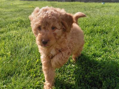 Adorable Cockapoo puppies for sale