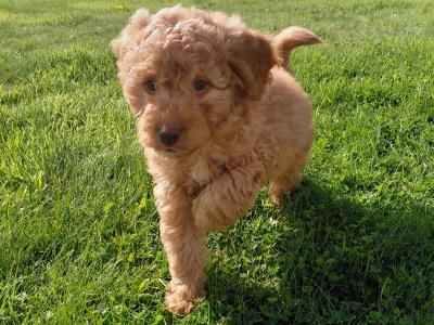 Adorable Cockapoo puppies for sale in Kerry