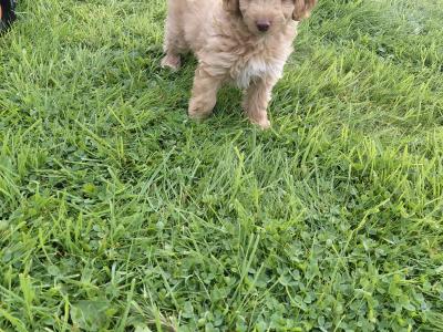 Adorable Cockapoo puppies for sale