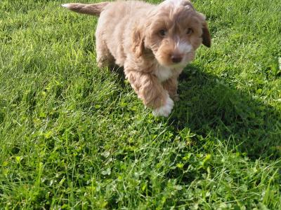 Adorable Cockapoo puppies for sale