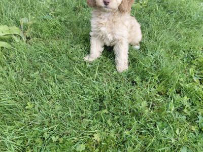 Adorable Cockapoo puppies for sale