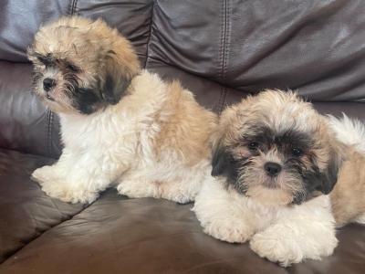 2 beautiful Shih Tzu puppies for sale !