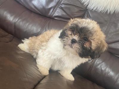 2 beautiful Shih Tzu puppies for sale !