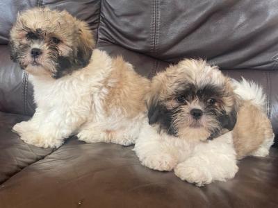 2 beautiful Shih Tzu puppies for sale !