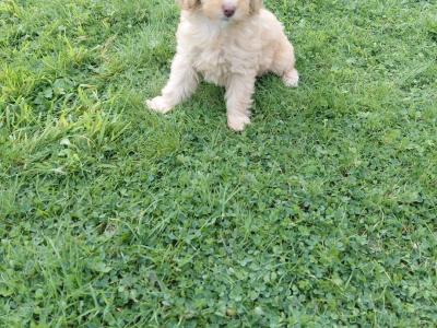 Adorable Cockapoo puppies for sale