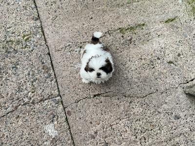 Beautiful Shih Tzu pups for sale