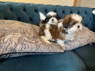 Beautiful Shih Tzu pups for sale